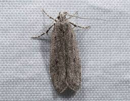 Image result for Chionodes continuellus