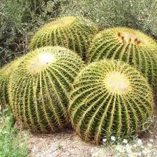 The barrel cactus grovs in the desert washes and if cactus did not have these adaptations, some animals might kill the plant. Adaptations For Barrel Cactus Miss Chen Garden Manage Gfinger Is The Best Garden Manage App