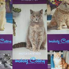 See 2,999 tripadvisor traveler reviews of 511 shah alam restaurants and search by cuisine, price, location, and more. Imadi Pet Shah Alam Hq Home Facebook