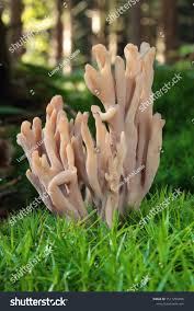 Image result for Clavulina cinerea