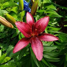Plant fragrant oriental lilies, bright and bold asiatic lilies, or tall ot lilies this summer. 100 Lily Flowers Varieties Names And Pictures Florgeous
