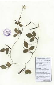 Image result for Teramnus labialis