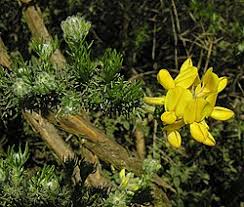 Image result for Adenocarpus