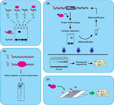 Mutations can occur during dna replication if errors are made and not. Protein Dna Interaction An Overview Sciencedirect Topics