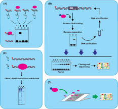 Use this to review various types of mutations. Protein Dna Interaction An Overview Sciencedirect Topics