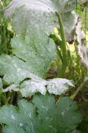 Oidium Description Prevention Et Traitement Potager Oidium Conseil Jardinage