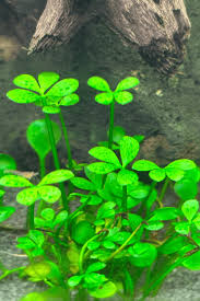 Image result for Marsilea