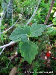 Image result for Karomia tettensis