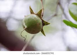 Image result for Sonneratiaceae