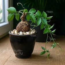 Image result for Cyphostemma adenocaule