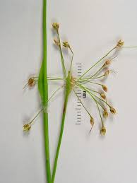 Image result for Uvaria acuminata