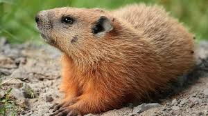 What happens on groundhog day? Groundhog Day Fun Facts Nc Dncr