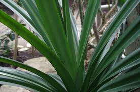 Image result for Pandanus sp. B