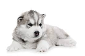 The puppy you buy should have been raised in a clean home environment, from parents with. Alaskan Malamute Hunde Informationen Zu Den Bienenarten Omlet