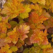 See more ideas about ninebark shrub, shrubs, plants. Amber Jubilee Ninebark Gullo S Garden Center