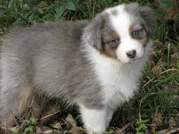 These australian shepherd puppies located in colorado come from different cities, including, westcliffe, larkspur, colorado springs. Colorado Aussie Rescue Home Facebook