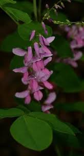 Image result for Indigofera kirkii