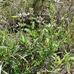 Image result for Ocimum filamentosum