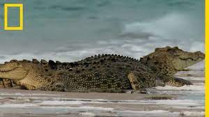 Un crocodile de 6 à 7 mètres de long ! Le Gigantesque Crocodile Marin Plus Gros Reptile Du Monde Youtube
