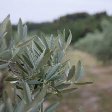 Nos Productions D Huile D Olive Et Vin Bio Le Moulin Des Gypses