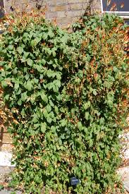 Image result for Mina lobata