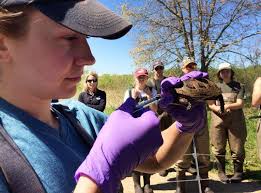 Anything to raise awareness': Drivers asked to watch for turtles crossing  roads
