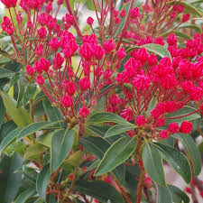 Image result for Loxogramme latifolia