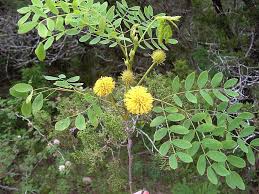 Image result for Leucas deflexa