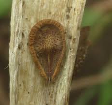 Image result for Stenostelma capense