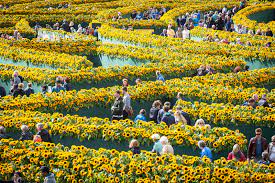We did not find results for: The Van Gogh Museum In Amsterdam Is Home To A Sunflower Labyrinth Vogue Paris