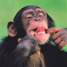 Maybe you would like to learn more about one of these? Monkey Tongue Meme Generator Imgflip