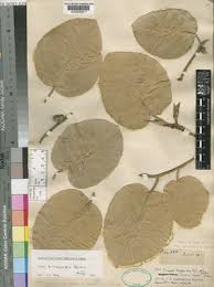 Image result for Ficus trichopoda