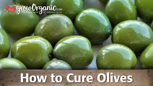 How To Cure And Preserve Your Own Olives Youtube