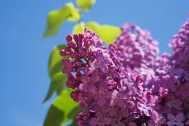 See more ideas about liliac, flori, aranjamente florale. Padurea De Liliac De La Ponoarele