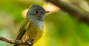 Grey-headed Canary Flycatcher - YuGWoRLD