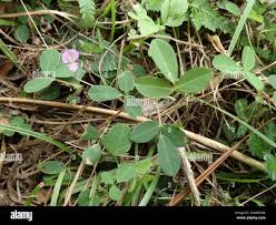 Image result for Grona adscendens