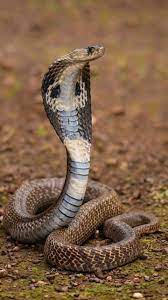 Indian Cobra Naja Naja Snake Spirit Animal Snake Photos Cobra Snake