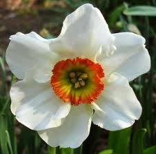 Google Image Result For Http Www Pacificbulbsociety Org Pbswiki Files Narciss Birth Flowers December Birth Flower Narcissus Flower