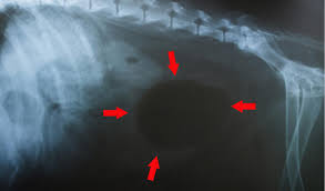 How to prevent lung cancer in dogs? Bladder Cancer In Dogs Petcoach