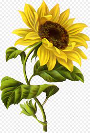 See more of bunga matahari on facebook. Umum Bunga Matahari Gambar Ilustrasi Botani Gambar Png
