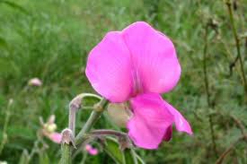 Image result for Tephrosia meisneri