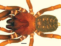 Image result for Stemodiopsis