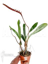 Image result for Bulbophyllum falcatum