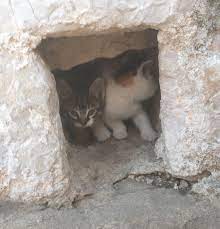 Spotted Kittens In The Walls Of Dubrovnik This Was On Top Of One Of The Old Town Towers Kittens Cats And Kittens Kittens Cutest