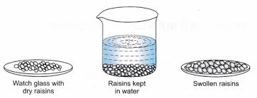 Maybe you would like to learn more about one of these? Ncert Class 9 Science Lab Manual Osmosis In Raisins Cbse Tuts
