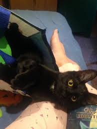 We offer high quality care for your feline family members. Cozy Cat Cottage Reviews And Ratings Powell Oh Donate Volunteer Review Greatnonprofits
