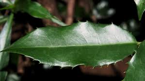 Image result for Rawsonia lucida