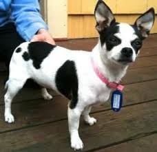 Black And White Spotted Dog Adopt Bonny On Petfinder Cute Chihuahua Dog Love Animal Room