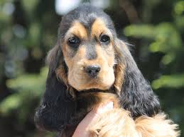 Black And Tan Cocker Spaniel Puppies For Sale Find Buy English Cocker Spaniel Puppies For Sale English Cocker Spaniel Spaniel Puppies For Sale Spaniel Puppies