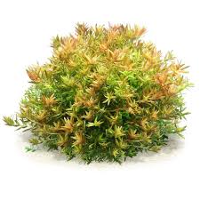 Image result for Rotala submersa